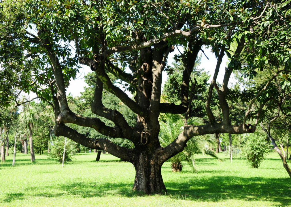 Answer: Tree #7